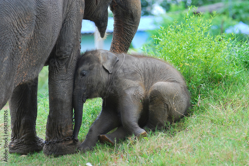 Canvas Print asian baby elephant not African elephant stand run and fun under mother leg to play