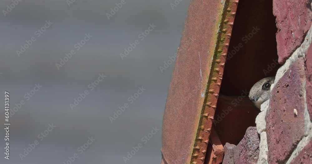 Common swift nest hole (CloseUp)