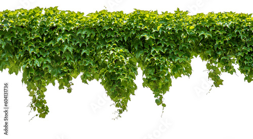 Fotografia Cutout ivy with lush green foliage, Virginia creeper, wild climbing bush vine as