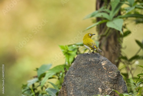 Oriental white-eye or Indian white eye bird  sitting on the branch of a tree. Amazing photo  with beautiful background. Best to watch when birds feed on their food photo