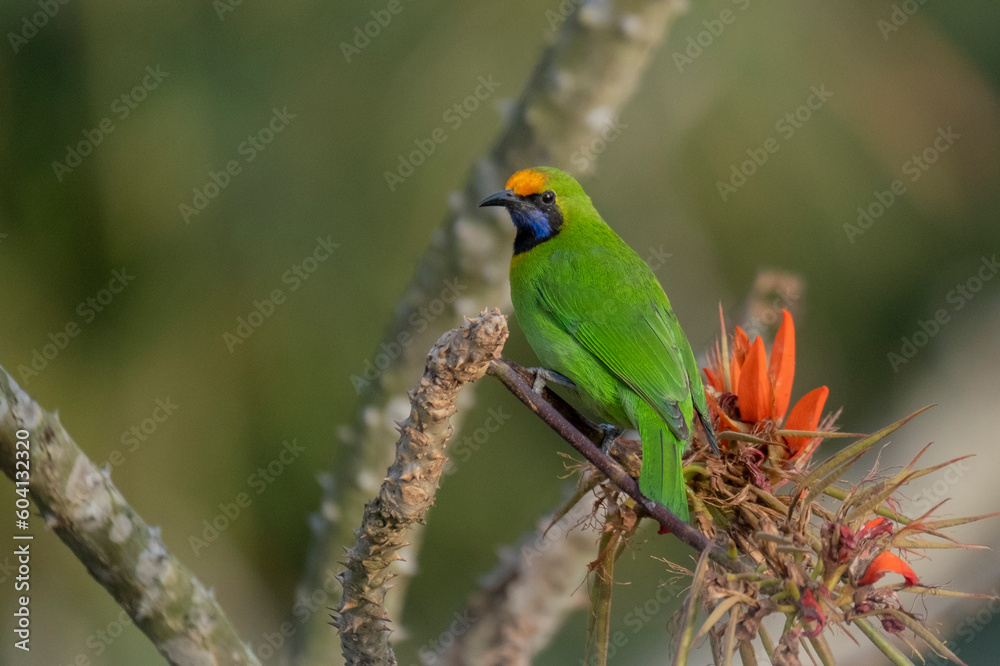 Obraz premium Golden-fronted leaf bird from satchori forest, sylhet, bangladesh