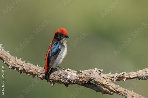 scarlet backed flowerpecker bird from satchori forest, sylhet, bangladesh 