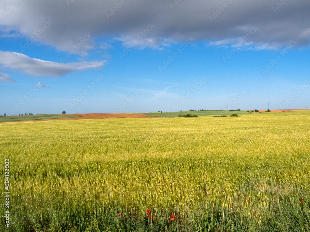 Campo de cultivo de cebada. Castilla y León, España.