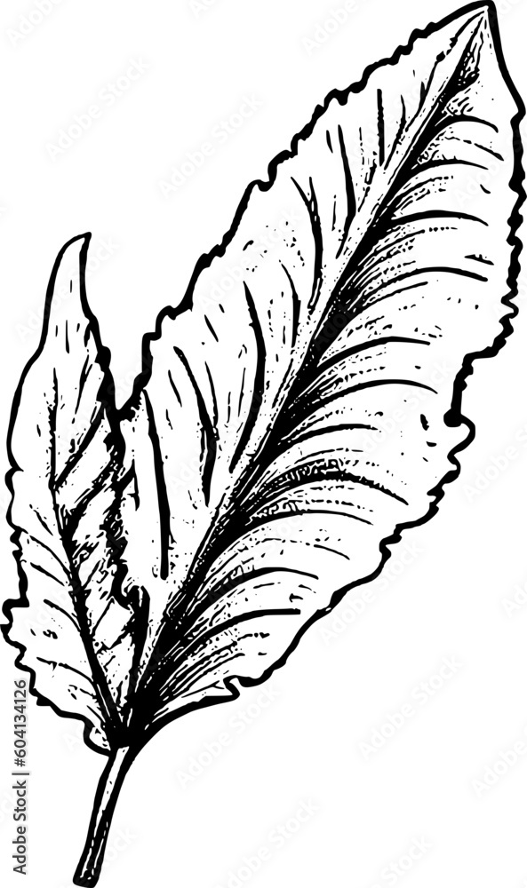 Obraz premium Leaf Illustration