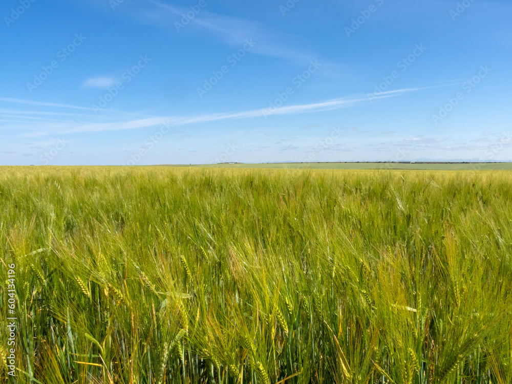 Campo de cultivo de cebada. Castilla y León, España. Campo de cultivo de cebada. Castilla y León, España.