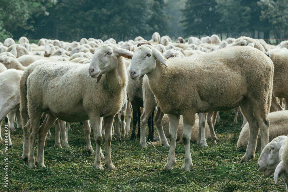 sheep shearer 