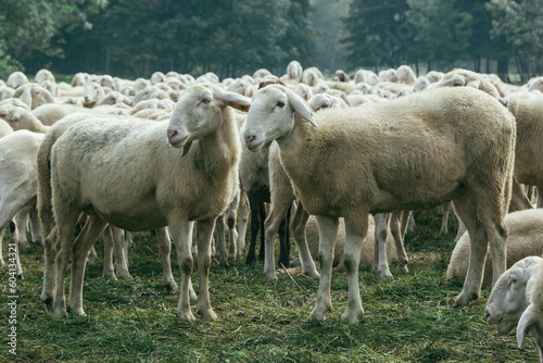 Fototapeta Naklejka Na Ścianę i Meble -  sheep shearer 