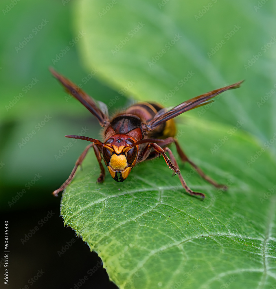 Naklejka premium Macro en face low angel view of giant hornet (Vespa crabro), horizontal