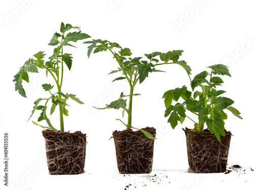 Young tomato seedlings isolated on white background. Tomatoes no background png.