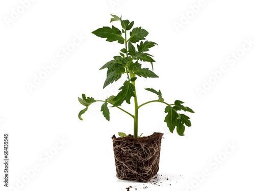 Young tomato seedlings isolated on white background. Tomatoes no background png.
