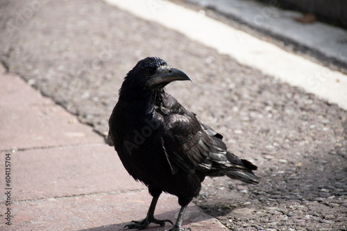 cuervo negro sobre el asfalto perfil retrato
