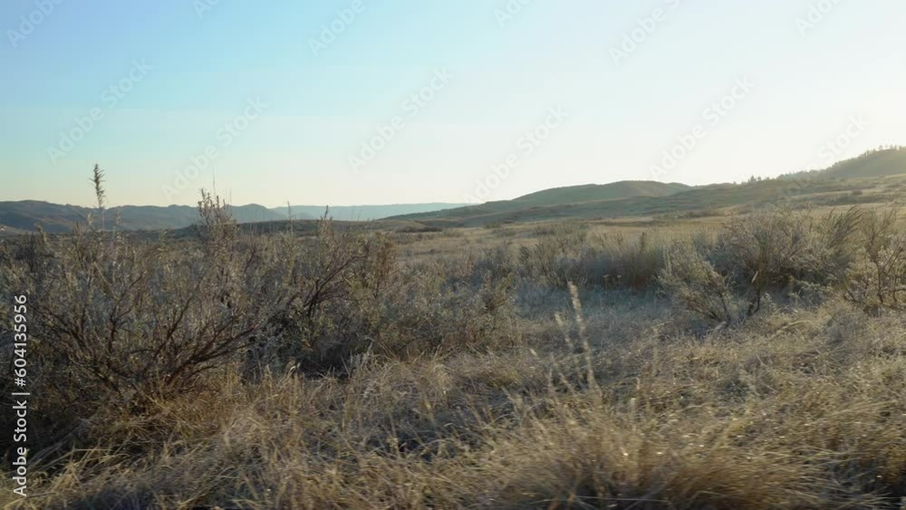 Gimbal through frosty grass and sage in morning light Gimbal through frosty grass and sage in morning light
