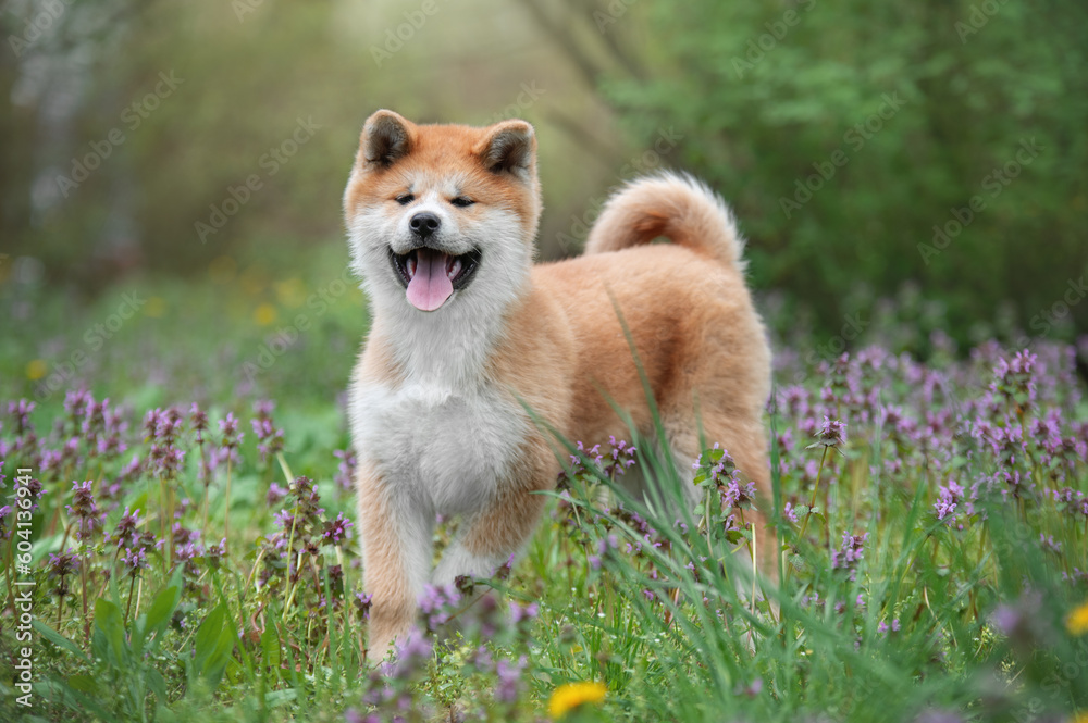 Portrait of a small puppy purebred Japanese dog Akita inu in the park Portrait of a small puppy purebred Japanese dog Akita inu in the park