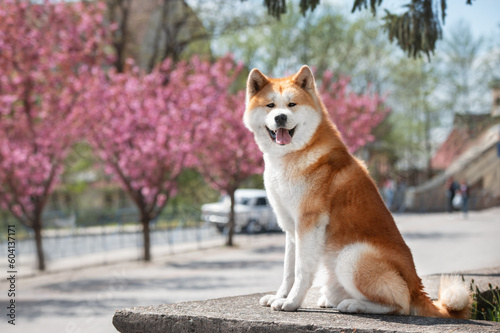 Portrait of akita inu on a pink background of a cherry blossom. Japanese Akita Dog Breed