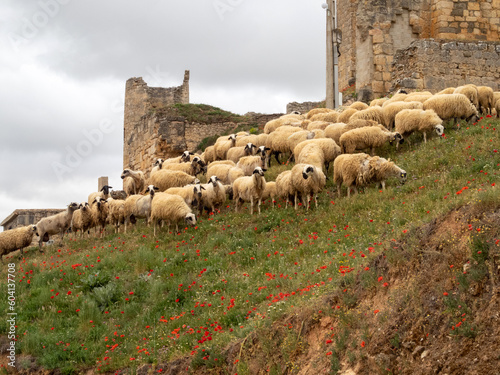 Un rebaño de ovejas churras paciendo en una ladera junto el castillo de Coruña del Conde. Burgos, Castilla y León, España. photo