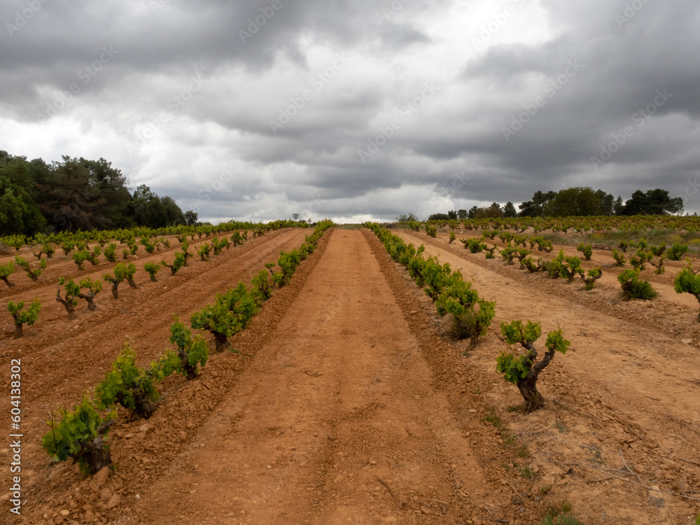 Campo con vides de uva Ribera del Duero. Peñaranda de Duero, Burgos, España. Campo con vides de uva Ribera del Duero. Peñaranda de Duero, Burgos, España.