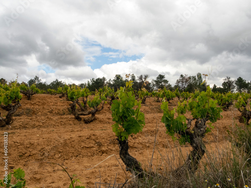 Obraz na plátně Campo con vides de uva Ribera del Duero