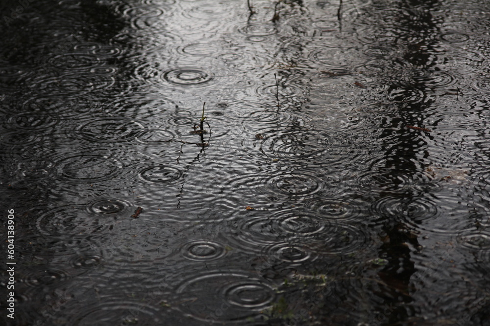 Fototapeta premium Surprised by spring rain. Ripples on water. A big puddle in a forest with a little bit vegetation. Couple of little catkins floating on the water.