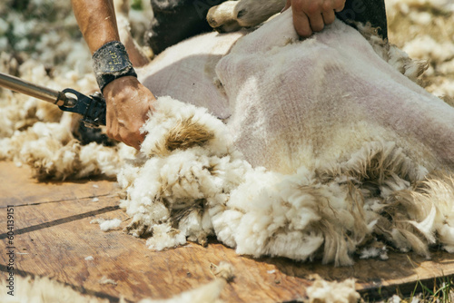 sheep shearer  photo