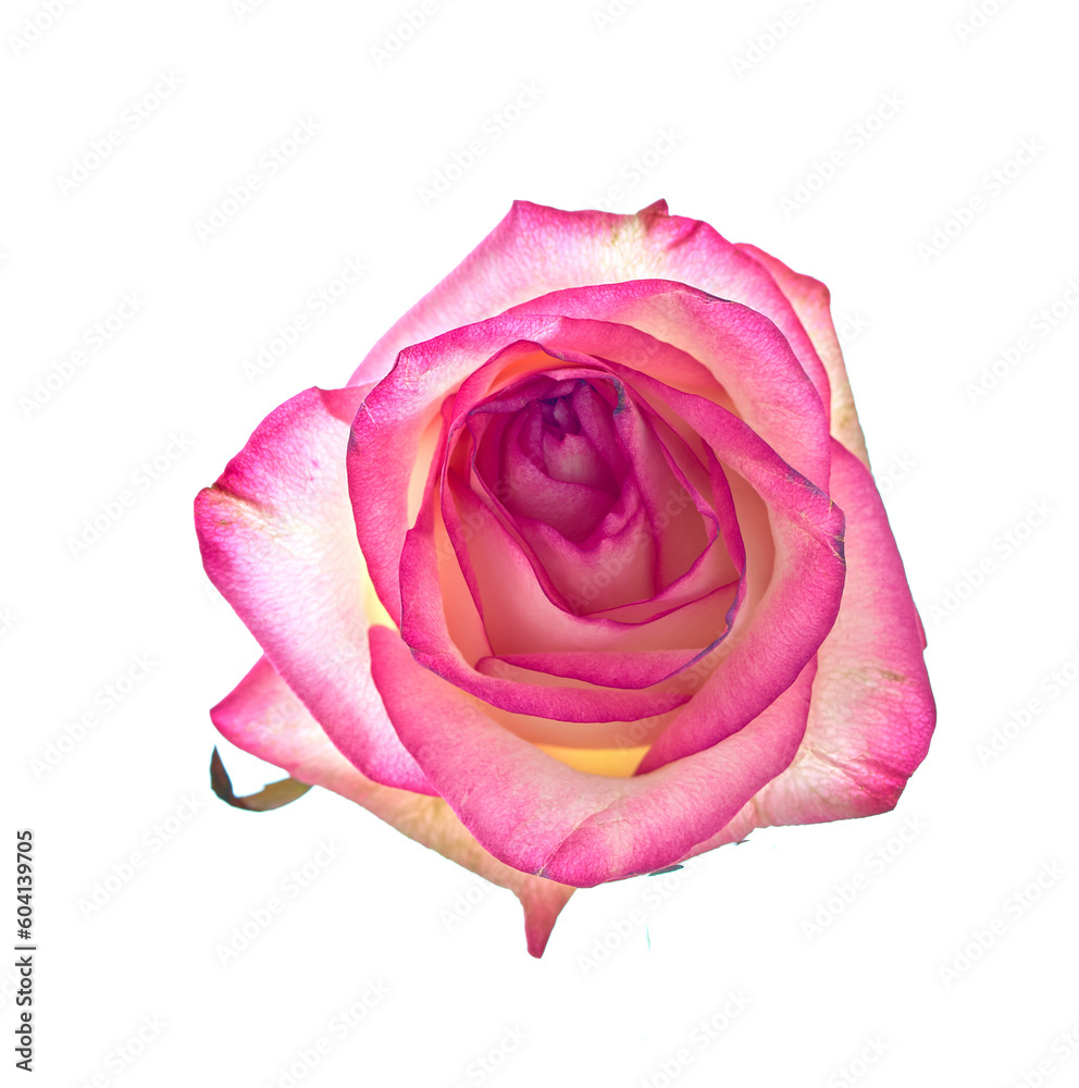 rose flower growing on white background