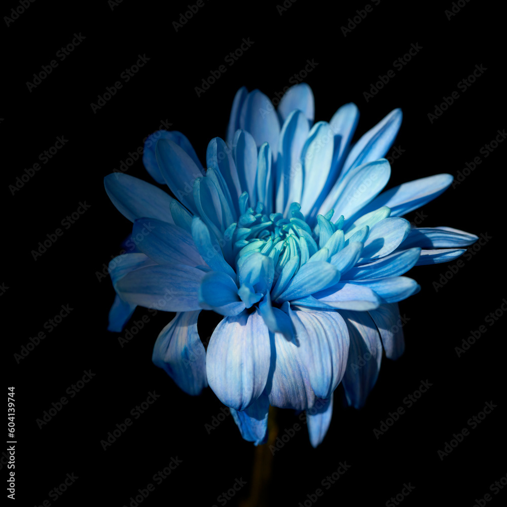 Obraz premium blue chrysanthemum grows on a black background