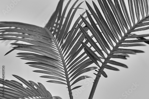 palm tree branches grow on a white background
