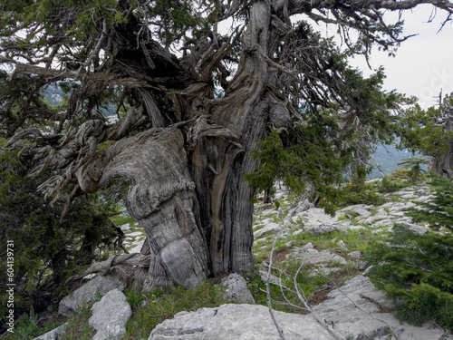 old centuries-old juniper trees are hardy species