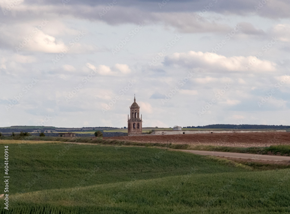 Campos de cultivo de cereales y al fondo sobresale la torre de la iglesia de Santa María del Campo. Burgos, Castilla y León, España.