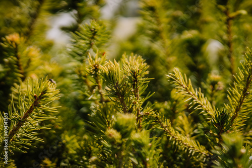 Green fir branches background  nature. Spruce branches  full frame. Close-up.