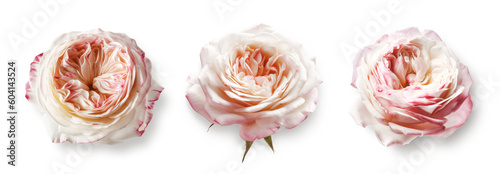 set / collection of three cream and pink pastel colored filled English roses isolated over a transparent background, cut-out cottage garden, digital bouquet or wedding scene elements, generative AI