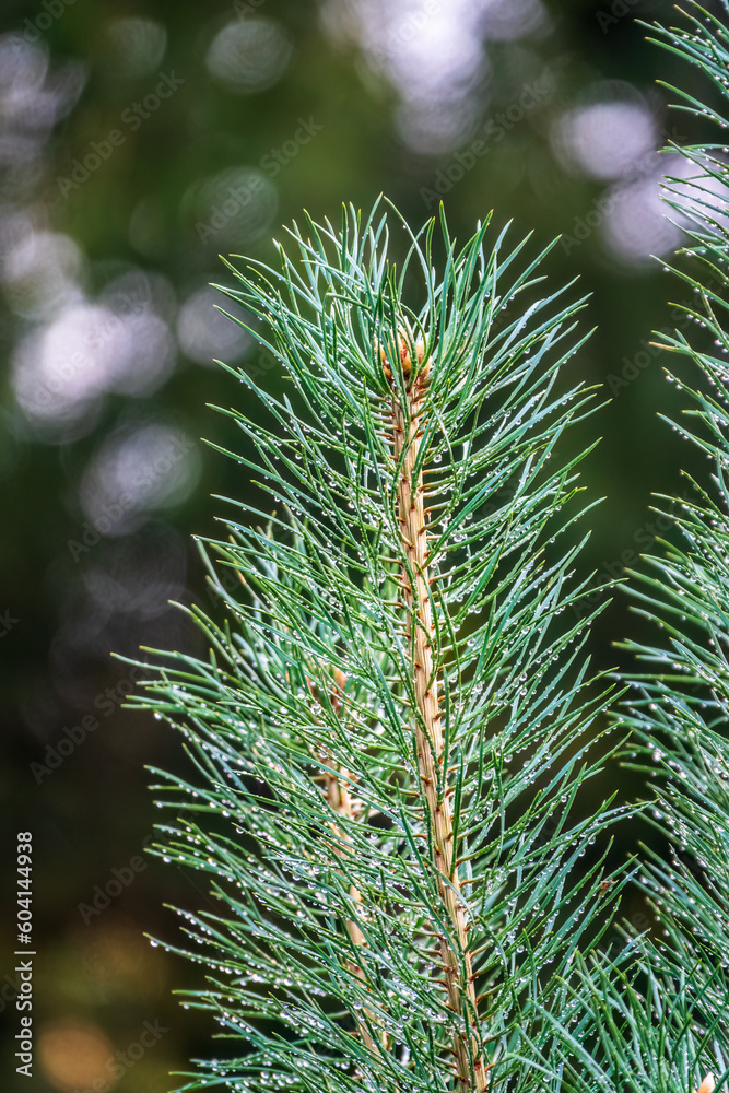 Background of green pine branches with water drops after rain Background of green pine branches with water drops after rain