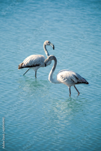 Two young flamingos walking, one in front of the other, in shallow water with daylight and blue background