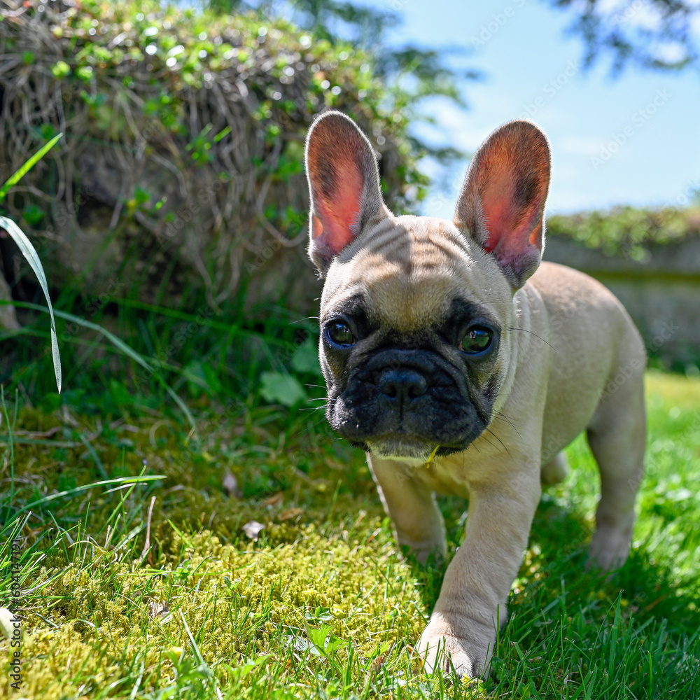 Small cute puppy French bulldog out for a walk