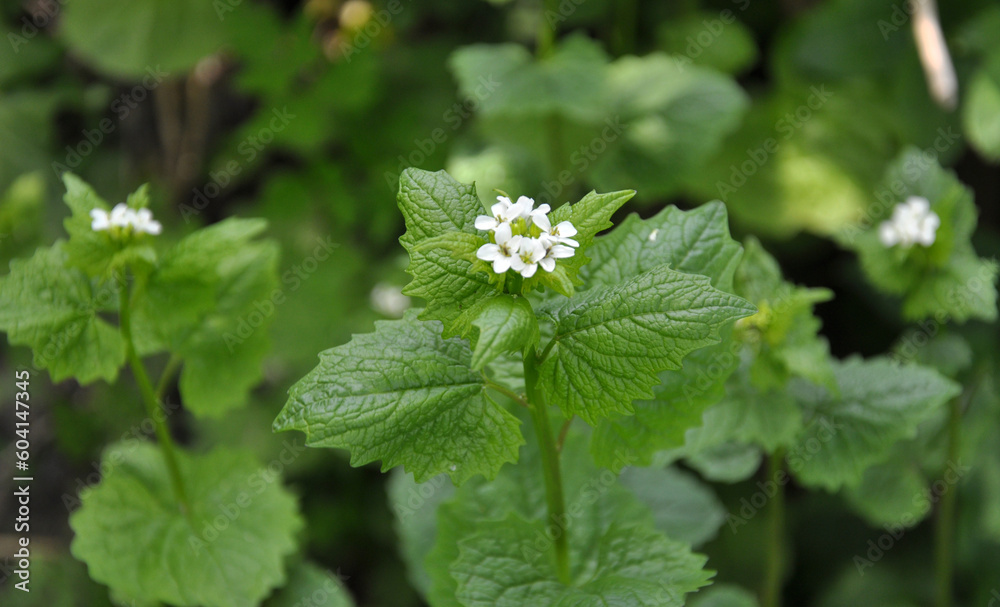 Horse garlic (Alliaria petiolata) grows in the wild Horse garlic (Alliaria petiolata) grows in the wild
