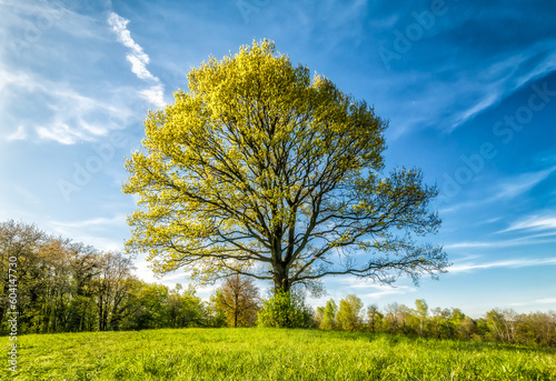 Drzewo, stary dąb, na zielonym pagórku na tle błękitnego nieba