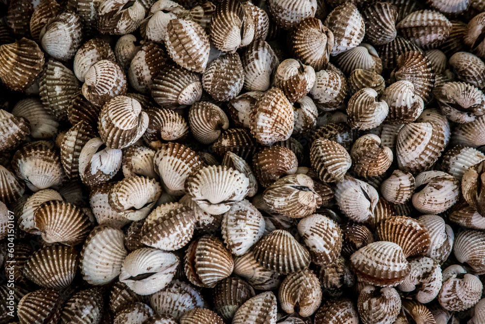 Mussels close up