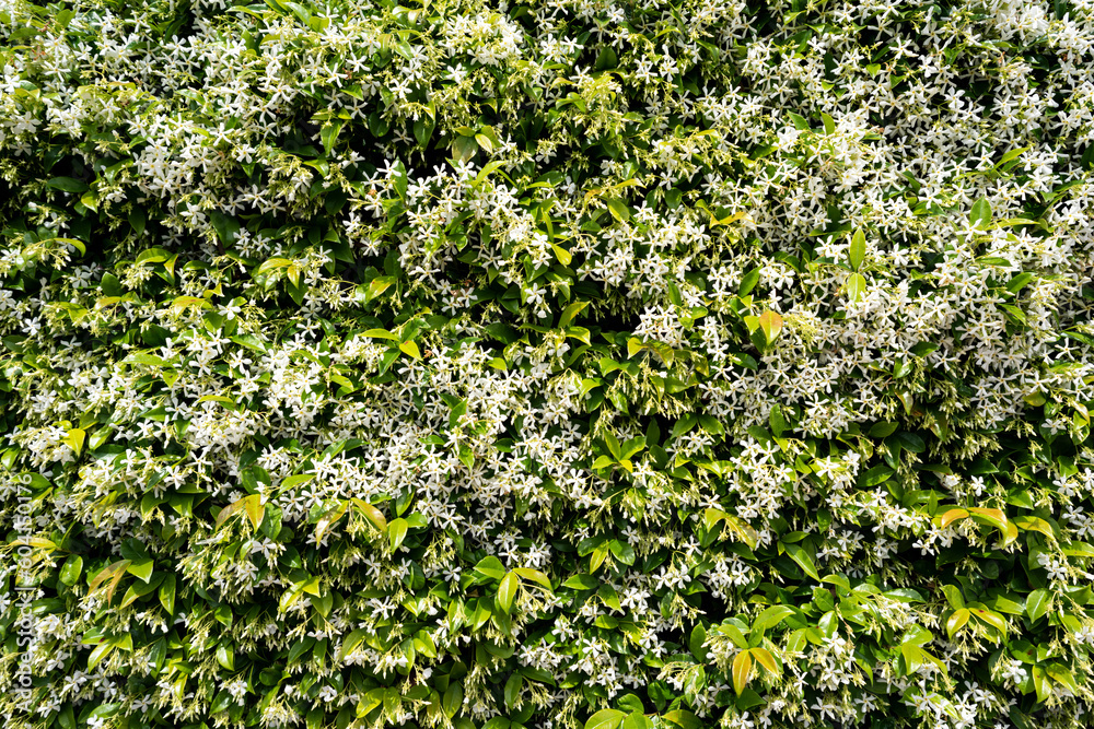 Jasmine flowering plant wall