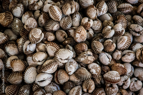 Mussels close up