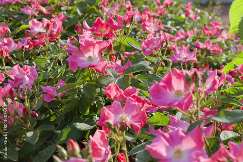 Schilderij op canvas growing summer garden flower pattern nearly wild climbing rose floribunda horiz