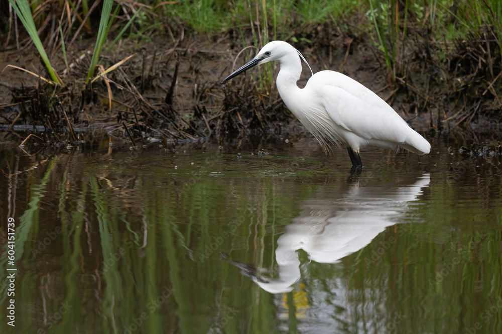 Egretta garzetta - Little Egret - Aigrette garzette Egretta garzetta - Little Egret - Aigrette garzette