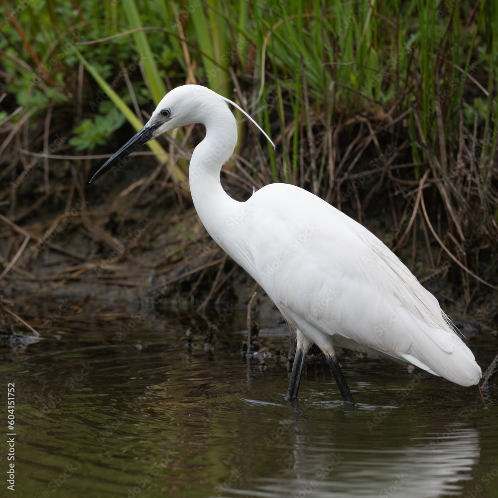 Egretta garzetta - Little Egret - Aigrette garzette Egretta garzetta - Little Egret - Aigrette garzette