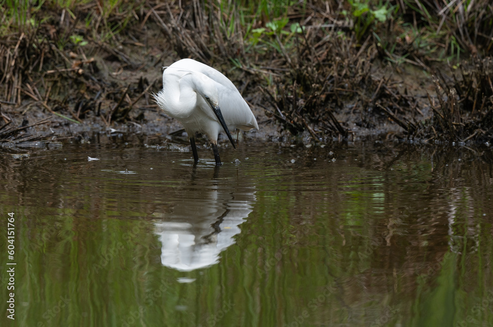 Egretta garzetta - Little Egret - Aigrette garzette Egretta garzetta - Little Egret - Aigrette garzette
