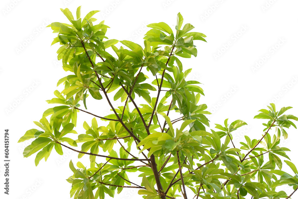 leaves isolated cut out background leaves isolated cut out background