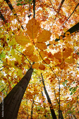 Żółte, jesienne liście na drzewie widziane z żabiej perspektywy.