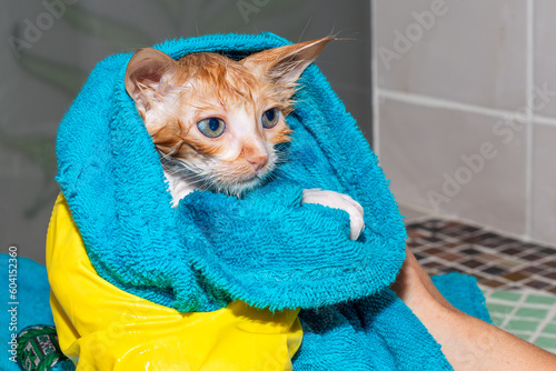 Wet frightened kitten wrapped in a towel after bathing. Wash the cat.