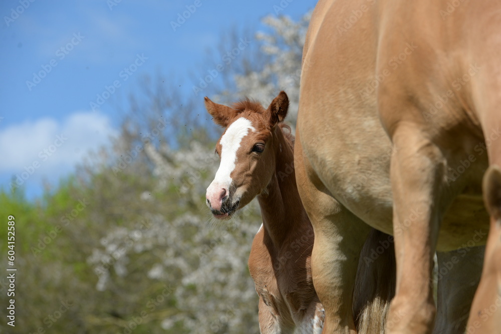 Fototapeta premium Frühlingsglück. Geschecktes Fohlen mit Haflinger Stute auf der blühenden Weide