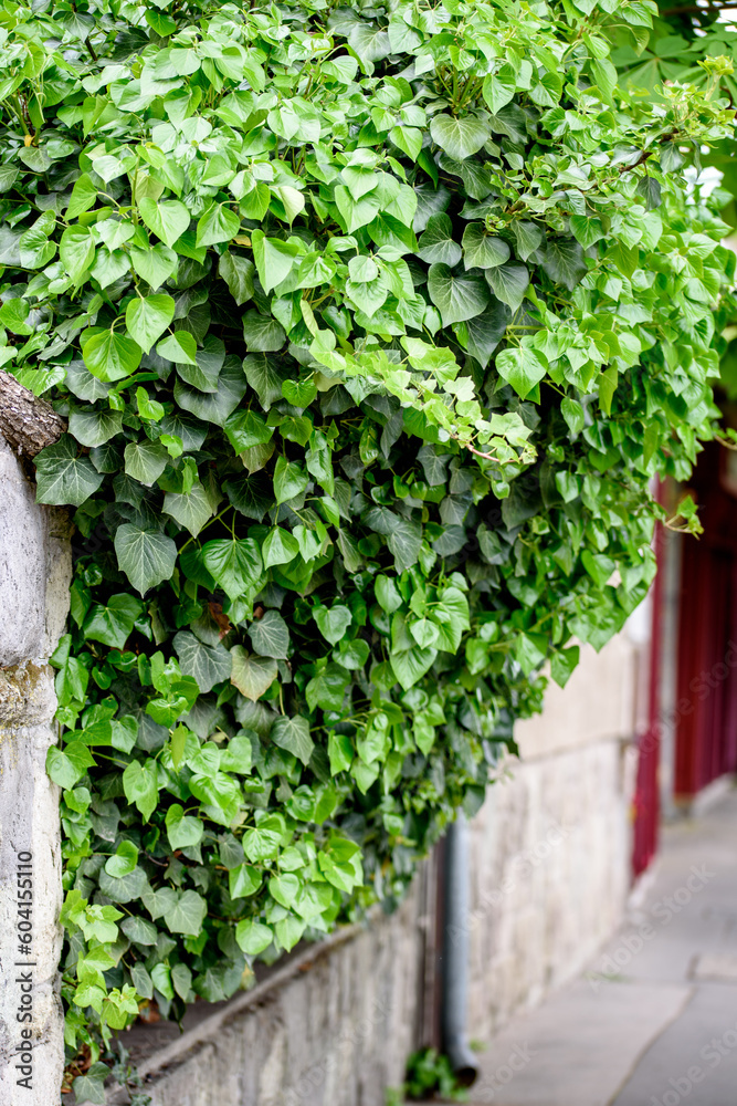 garden entrance gate lined with ivy. Hedera helix, the common ivy, English ivy, European ivy garden entrance gate lined with ivy. Hedera helix, the common ivy, English ivy, European ivy