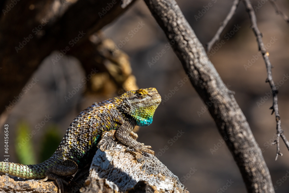 An adult male desert spiny lizard, Sceloporus magister, displaying ...