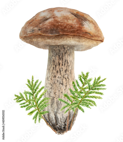 Wild mushroom and moss watercolor hand drawn botanical realistic illustration. Forest boletus isolated on white background. Great for printing on fabric, postcards, invitations, menus
