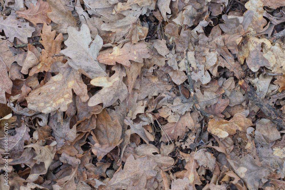 natural plant texture of dry brown gray fallen leaves on the ground in nature natural plant texture of dry brown gray fallen leaves on the ground in nature